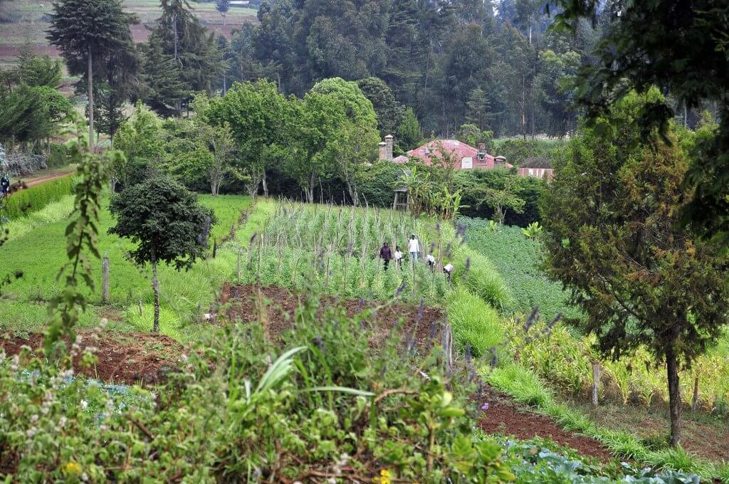 Farm in the Mt. Kenya region. Photo credit: Niel Palmer (CIAT)